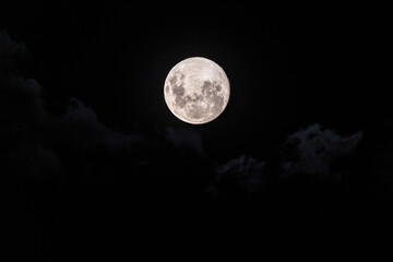 Naklejka na ściany i meble Earth's moon at 98 percent full with clouds drifting past in the dark night sky