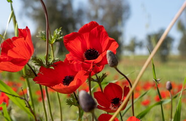 Naklejka premium Amazing red anemone flowers blooming on meadow in springtime
