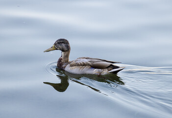 duck on the water