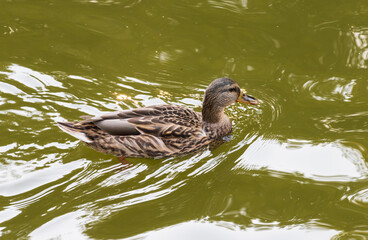 duck