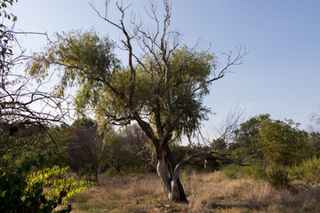 tree in the field