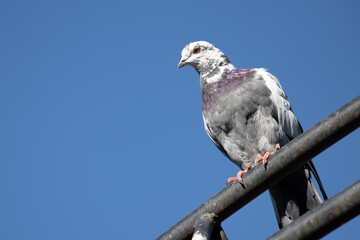 Pigeon on a pole