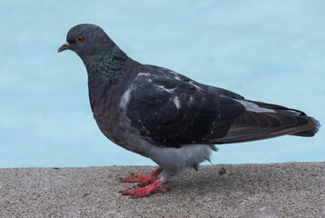 pigeon in the park