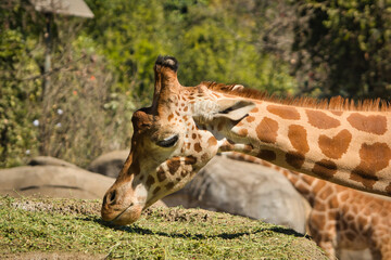 Giraffe eating at the Chapultepec Zoo, Mexico City