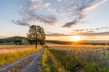 Fototapeta premium A lonely tree on a field at sunset