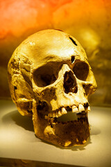Real human skull in showcase of museum. Forensic science and anatomy concept. exhibition of prehistory paleolithic and neolithic in the Krakow Museum in the Old Town. Human skull from the human