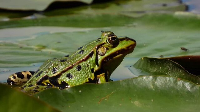 Grünfrosch  (Pelophylax „esculentus“)  