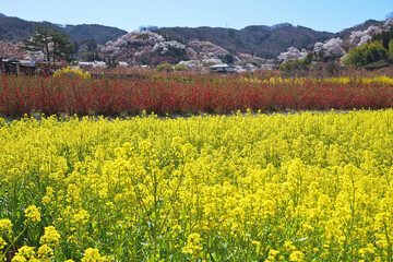 Nanohana (rape blossoms) and cherry trees at  Hanamiyama (Mountain of flowers) park in Fukushima town, Japan.