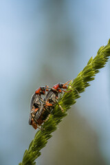 Spring time, even for insects