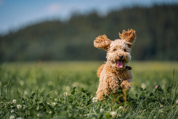 A happy little puppy jumping around in a field
