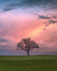 A lonely tree in a field, sunset