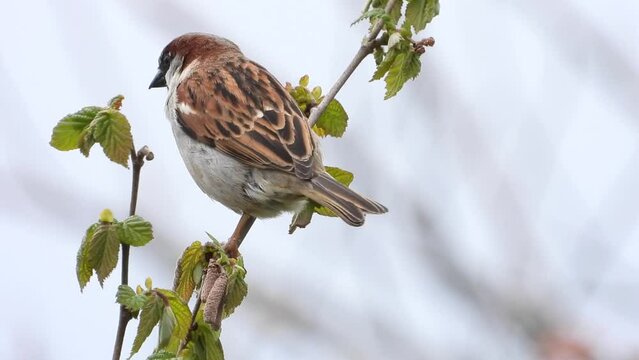 Haussperling (Passer domesticus) 
