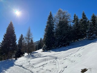 Picturesque canopies of alpine trees in a typical winter atmosphere after the winter snowfall above the tourist resorts of Valbella and Lenzerheide in the Swiss Alps - Canton of Grisons, Switzerland