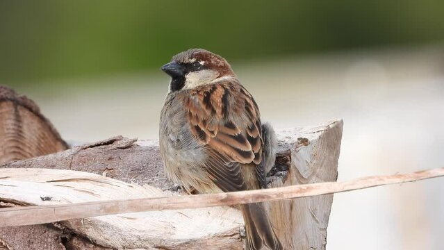 Haussperling (Passer domesticus) 