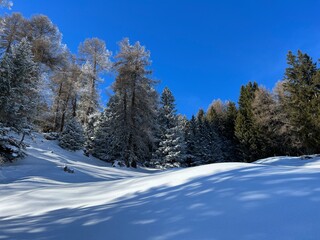 Picturesque canopies of alpine trees in a typical winter atmosphere after the winter snowfall above the tourist resorts of Valbella and Lenzerheide in the Swiss Alps - Canton of Grisons, Switzerland