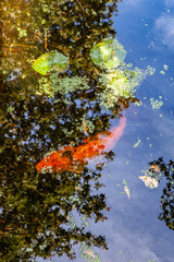 autumn leaves and red goldfish in water