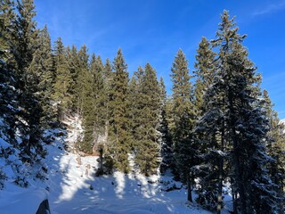 Picturesque canopies of alpine trees in a typical winter atmosphere after the winter snowfall above the tourist resorts of Valbella and Lenzerheide in the Swiss Alps - Canton of Grisons, Switzerland