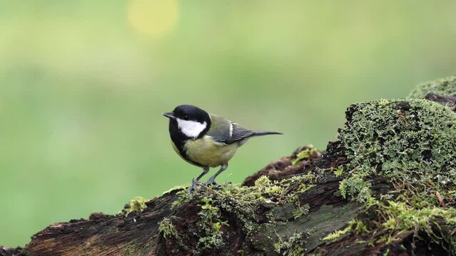 Kohlmeise (Parus major)  