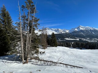 Picturesque canopies of alpine trees in a typical winter atmosphere after the winter snowfall above the tourist resorts of Valbella and Lenzerheide in the Swiss Alps - Canton of Grisons, Switzerland