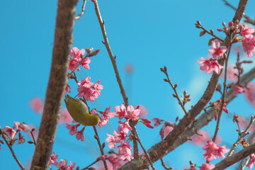 Cherry trees in full bloom on a tree-lined avenue and bird eat nectar from pollen with a sky in the spring background.