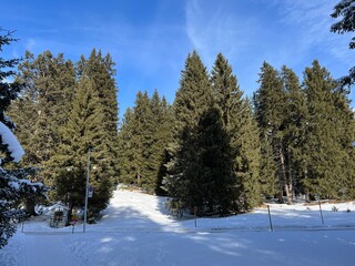 Picturesque canopies of alpine trees in a typical winter atmosphere after the winter snowfall above the tourist resorts of Valbella and Lenzerheide in the Swiss Alps - Canton of Grisons, Switzerland