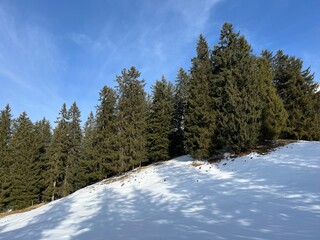Picturesque canopies of alpine trees in a typical winter atmosphere after the winter snowfall above the tourist resorts of Valbella and Lenzerheide in the Swiss Alps - Canton of Grisons, Switzerland