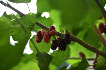 ripe mulberry on branch 