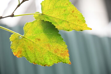old mulberry leaves texture