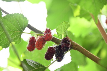 closeup ripe mulberry on branch 