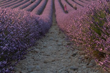 Provenza