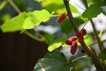 mulberry fruit on the branch