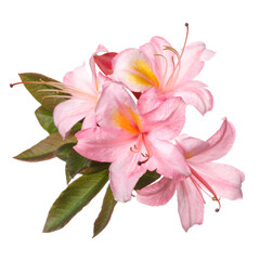 Fototapeta na wymiar Light pink rhododendron flower isolated on white background.