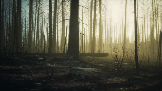 Burned trees after wildfire with pollution and a lot of smoke