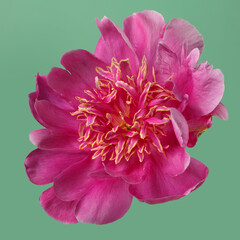 Beautiful  peony flower in pink color isolated on green background.
