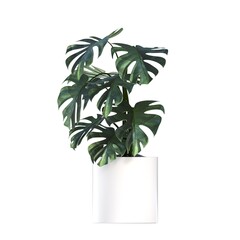 decorative flowers and plants for the interior, isolated on white background, 3D illustration, cg render