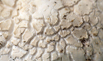 Close up textured background of a a mushroom or toadstool upper surface. Nature beauty patterns.