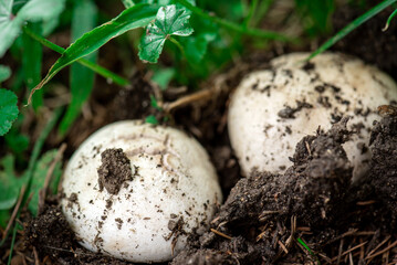 Ripe mushrooms in forest on the ground. Mushrooms in forest. close-up