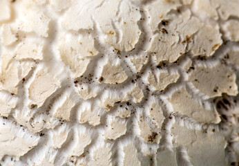 Close up textured background of a a mushroom or toadstool upper surface. Nature beauty patterns.