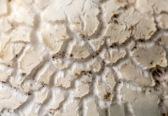 Close up textured background of a a mushroom or toadstool upper surface. Nature beauty patterns.