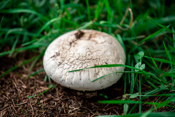 Ripe mushrooms in forest on the ground. Mushrooms in forest. close-up