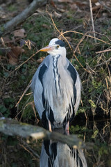 Graureiher (Ardea cinerea)