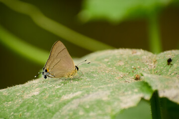 butterfly on leaf