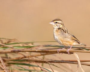 A weaver bird sitting in the dry grass