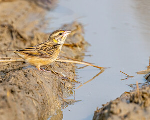 A weaver bird drinking water from a lake
