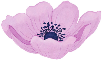 flower Anemone watercolor png