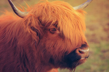 Closeup portrait of a hairy Highlander, scottish Highland Cattle, HIghland cow from Scotland - obrazy, fototapety, plakaty