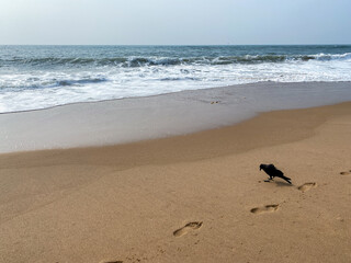 A crow standing on a beach with footprints in the sand.