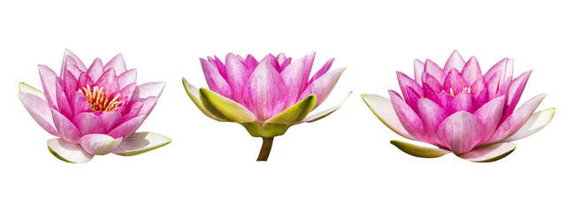 Beautiful pink water lily , lotus flowers, isolated on transparent background