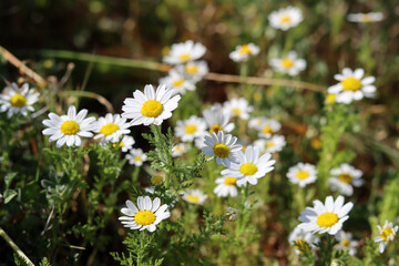 Beautiful wild flowers photo. Spring season in Israel. 