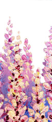 Fototapeta na wymiar Oil painting. Bright wisteria flowers